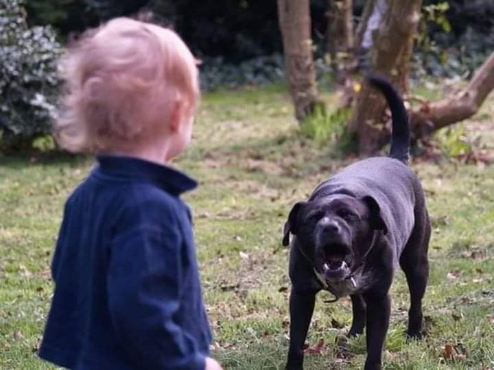 They had taken their pit dog and their 5-year-old son on a hike. Abruptly, they witnessed the dog leaping at top speed onto the boy’s chest.