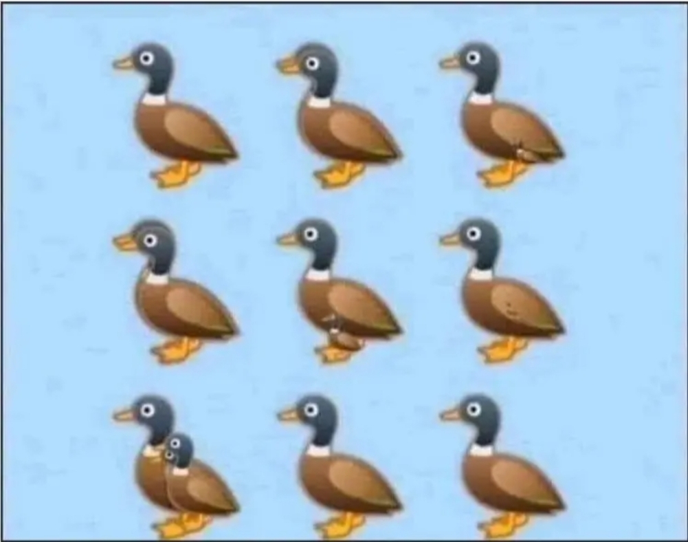 ‘How Many Ducks Do You See?’ Answer: Viral Riddle Answered & Explained