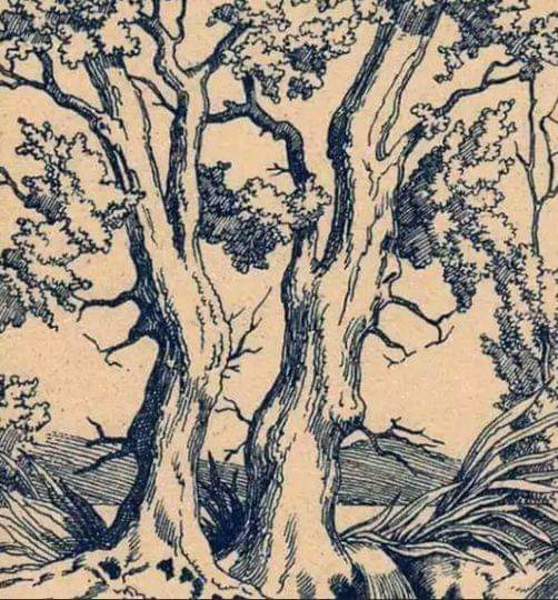 Three Faces Hidden in This Tree, Only the Talented Can See Them! An optical illusion Put Your Circle to the Test!