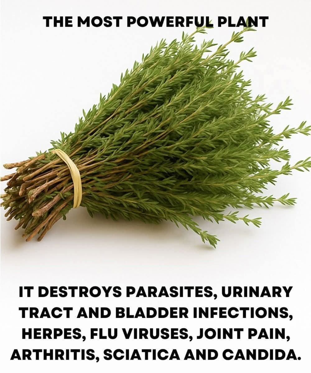 It is among the most powerful plants in the world